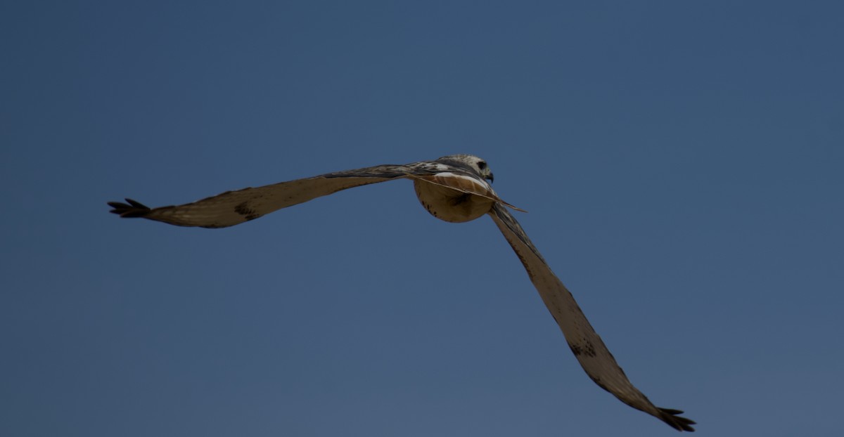 Red-tailed Hawk (borealis) - Rickey Shive
