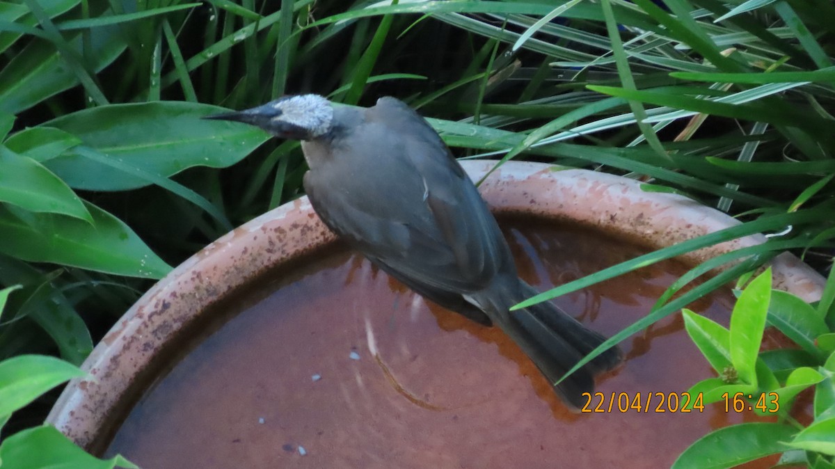 Helmeted Friarbird (Hornbill) - ML617767961