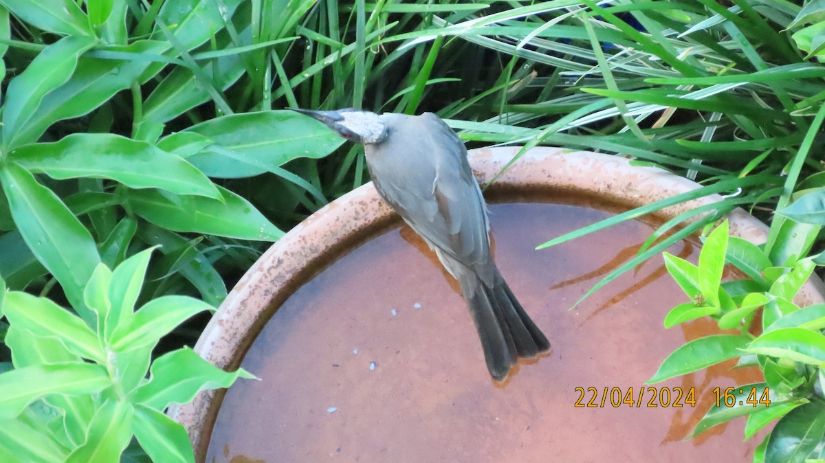 Helmeted Friarbird (Hornbill) - ML617767970