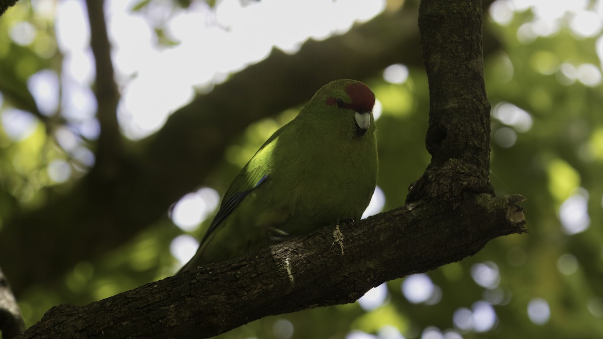 Red-crowned Parakeet - Markus Craig