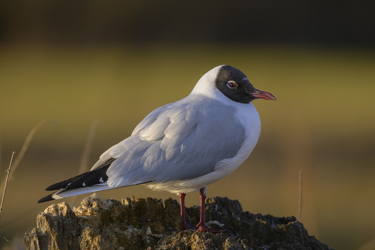 Mouette rieuse - ML617767983