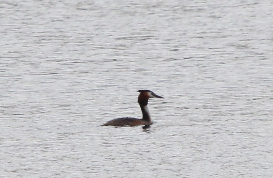 Great Crested Grebe - ML617767990