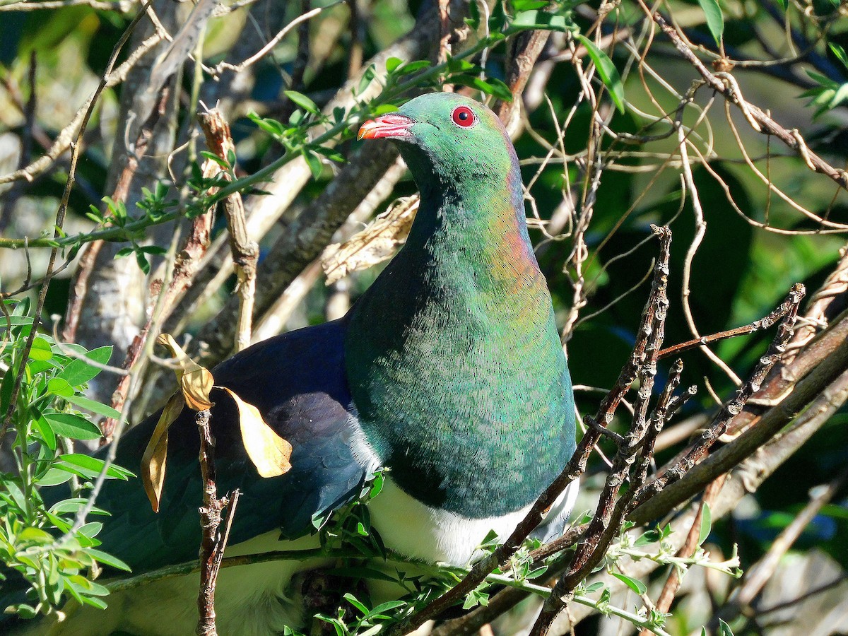New Zealand Pigeon - ML617768122