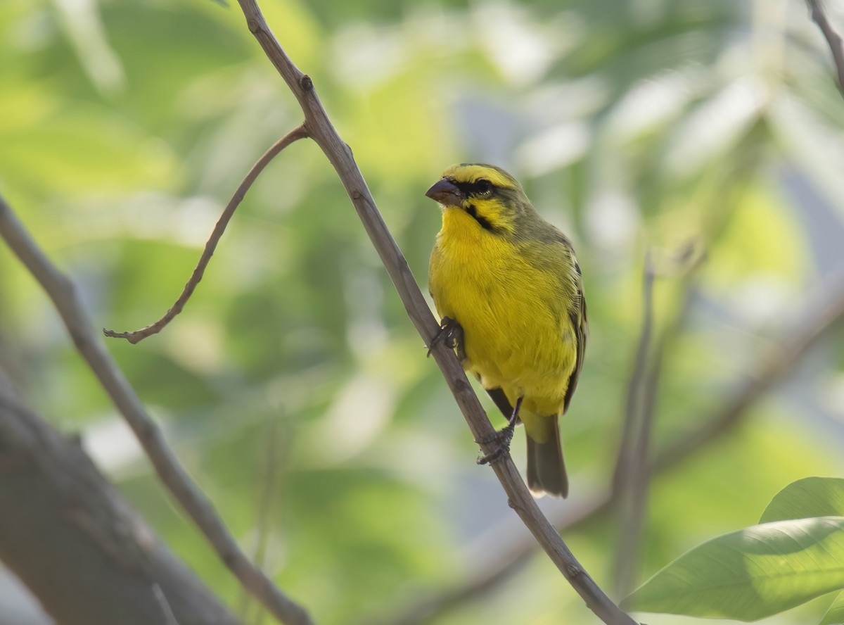 Yellow-fronted Canary - ML617768129