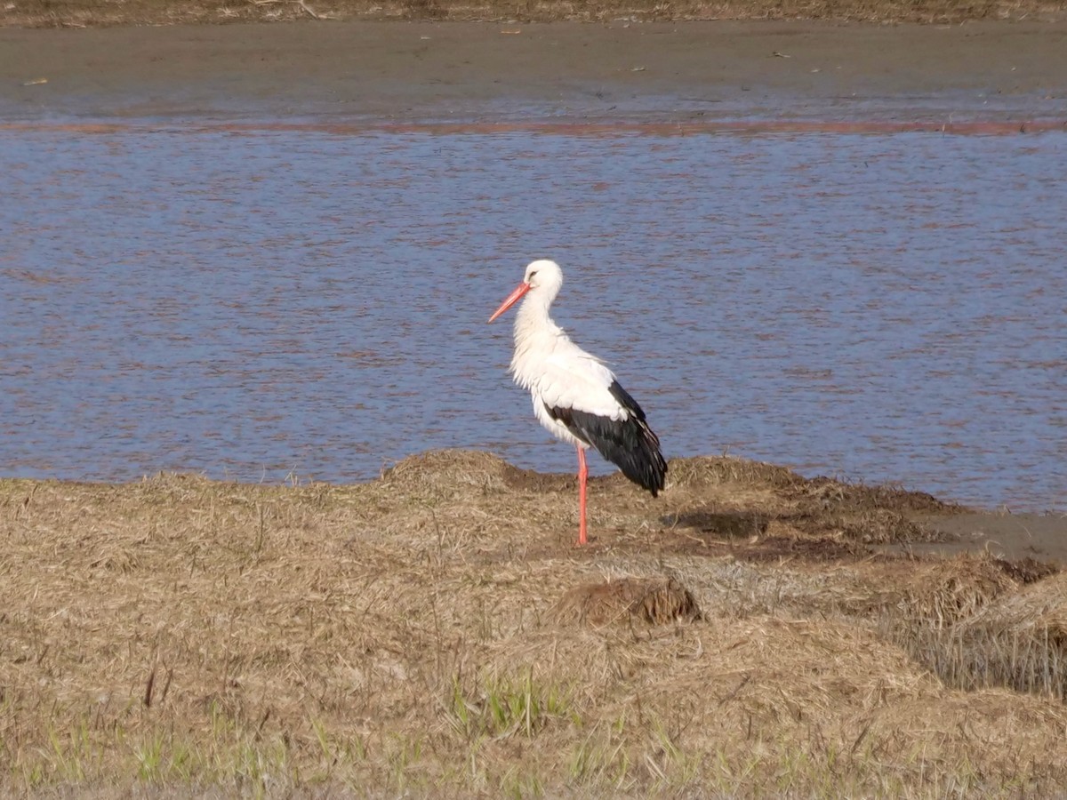 White Stork - ML617768226