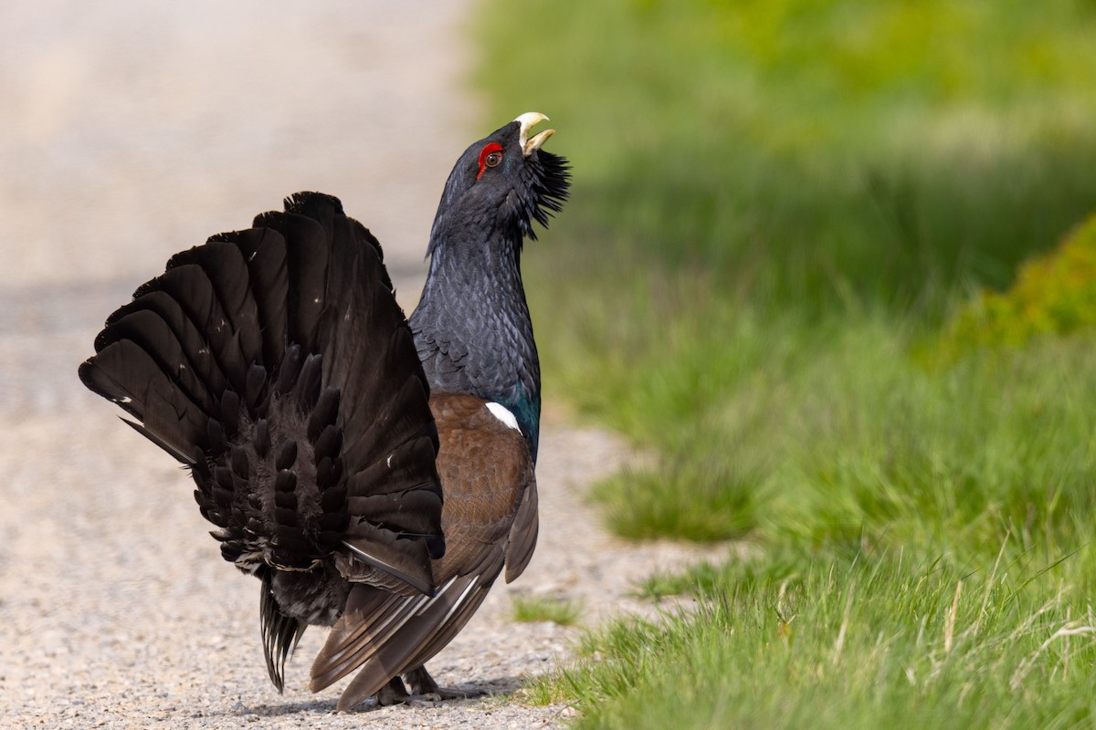 Western Capercaillie - Andreas Trepte