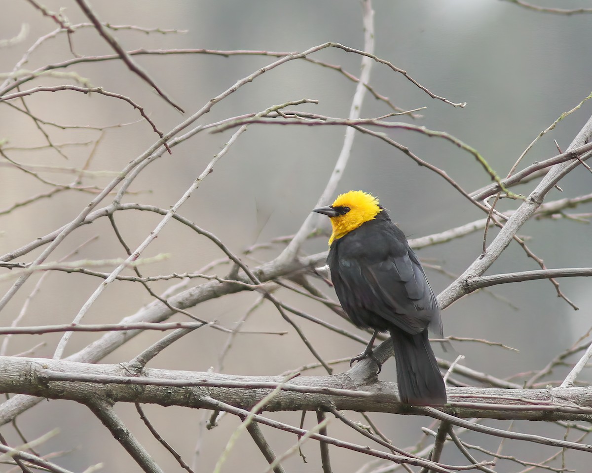 Yellow-hooded Blackbird - ML617768275