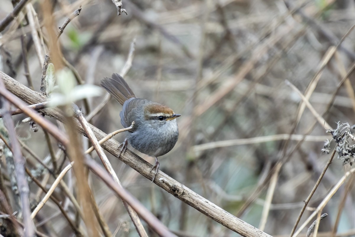 Gray-sided Bush Warbler - Ramesh Shenai