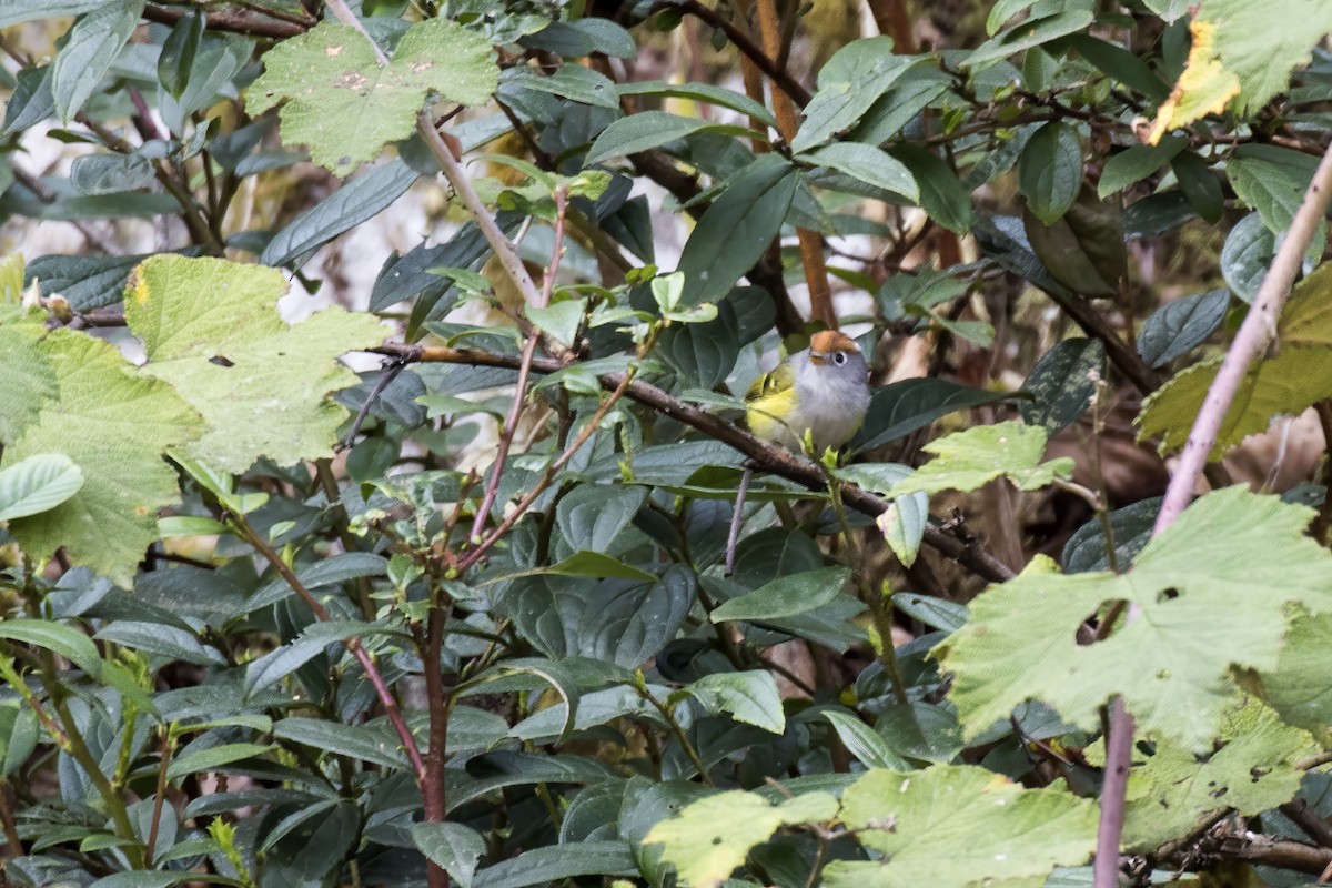 Chestnut-crowned Warbler - Ramesh Shenai