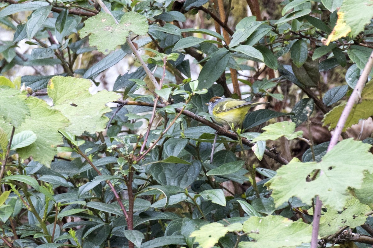 Chestnut-crowned Warbler - ML617768363