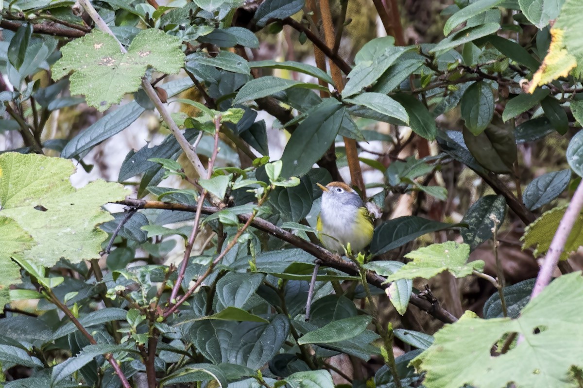 Chestnut-crowned Warbler - ML617768364