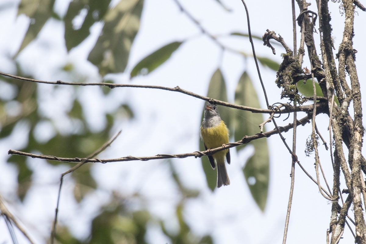 Gray-headed Canary-Flycatcher - Ramesh Shenai