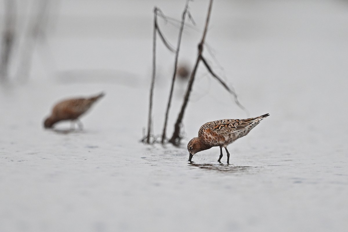 Curlew Sandpiper - Zhao-Hui(釗輝) LIN(林)