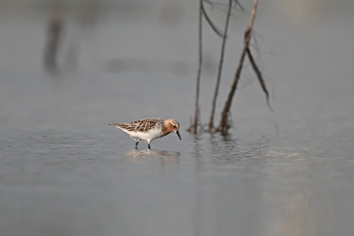 Red-necked Stint - Zhao-Hui(釗輝) LIN(林)
