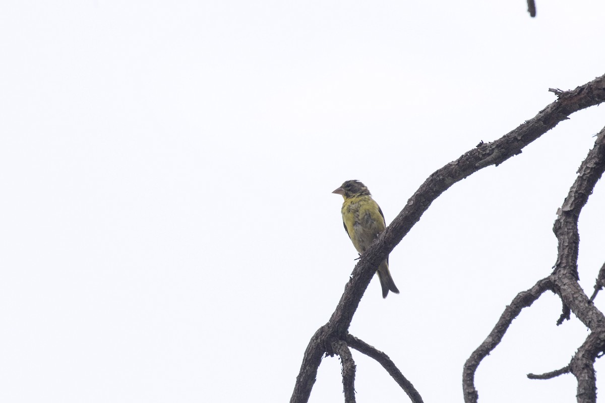 Yellow-breasted Greenfinch - ML617768483