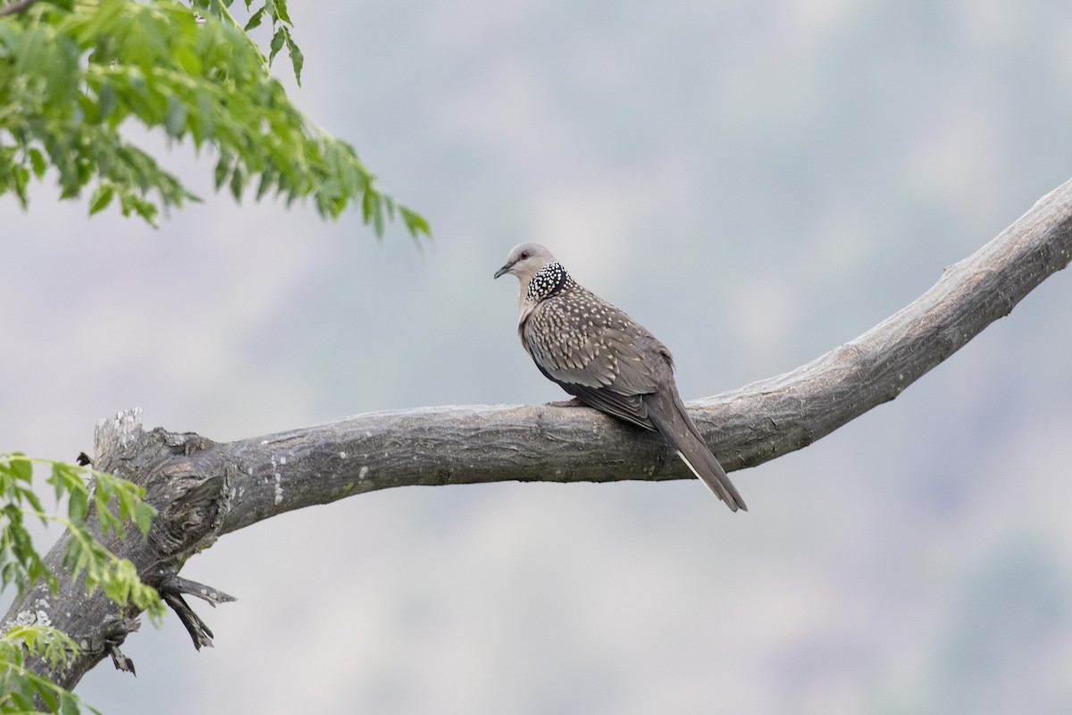 Spotted Dove - ML617768486