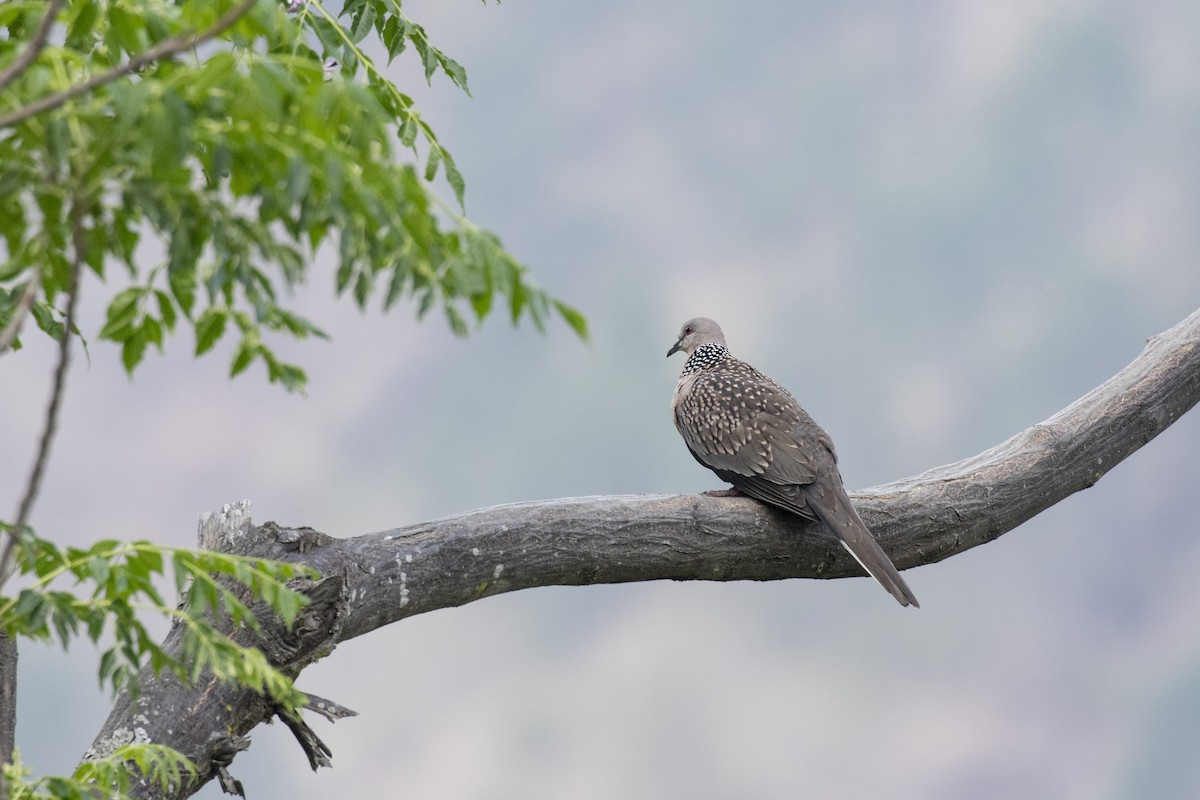 Spotted Dove - ML617768487