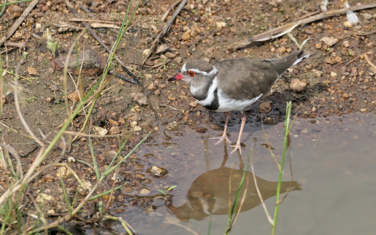 Three-banded Plover - ML617768517