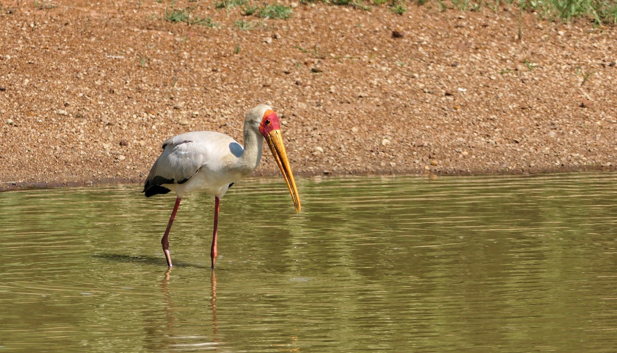 Yellow-billed Stork - Hubert Söhner