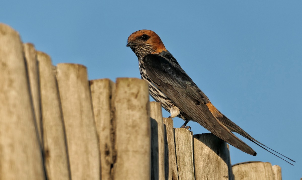 Lesser Striped Swallow - ML617768543