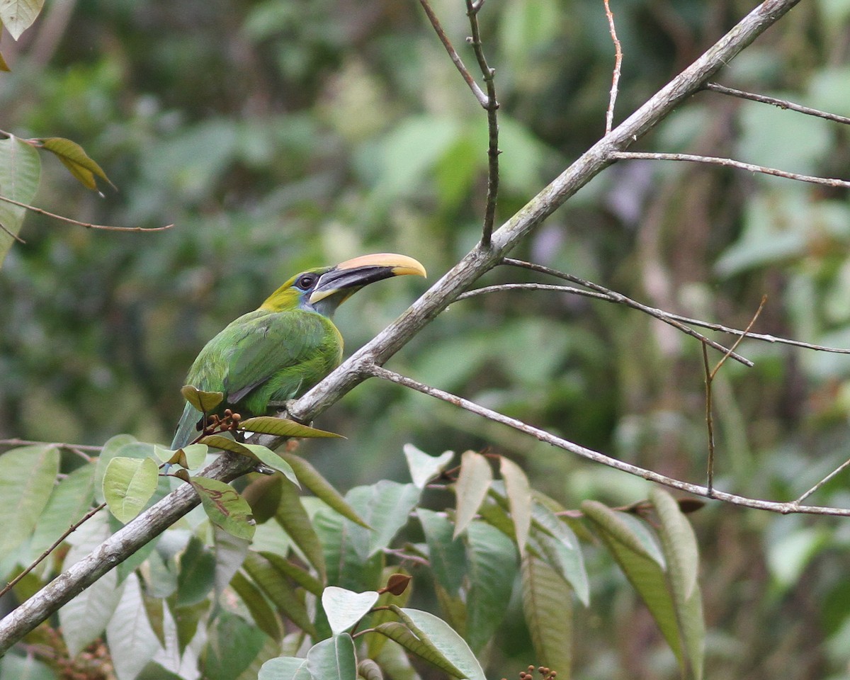 Groove-billed Toucanet - ML617768617