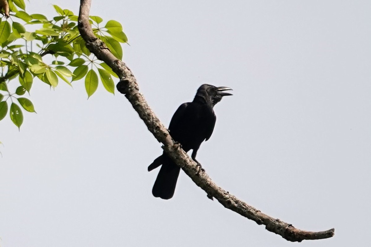 Large-billed Crow (Indian Jungle) - ML617768634