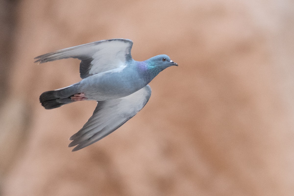 Rock Pigeon (Wild type) - Daniel Field