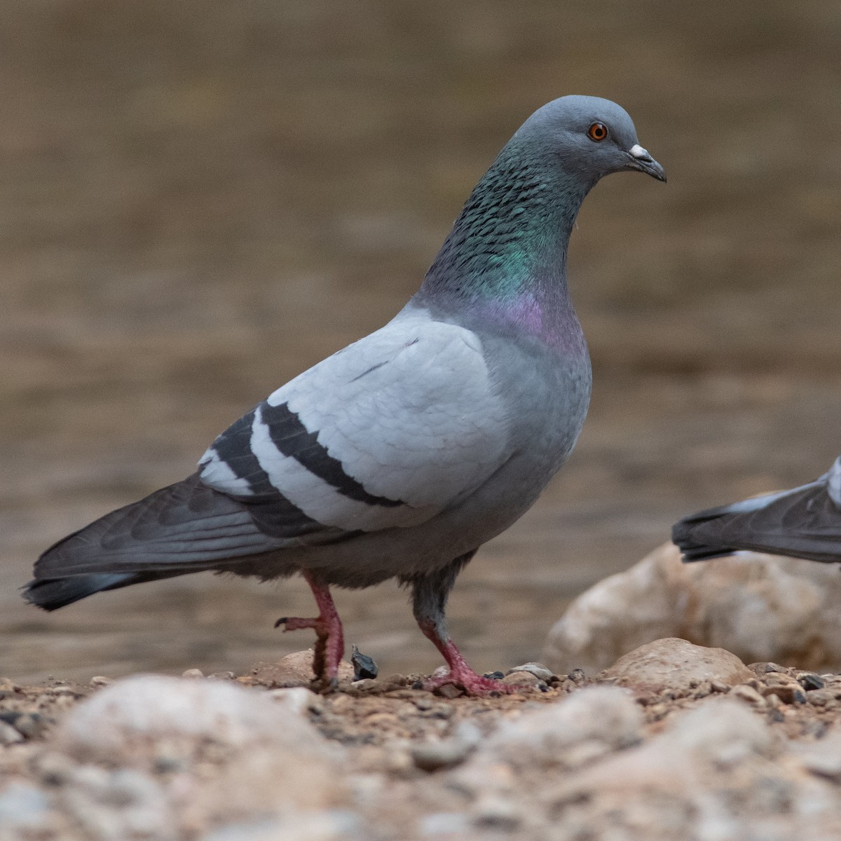 Rock Pigeon (Wild type) - ML617768671