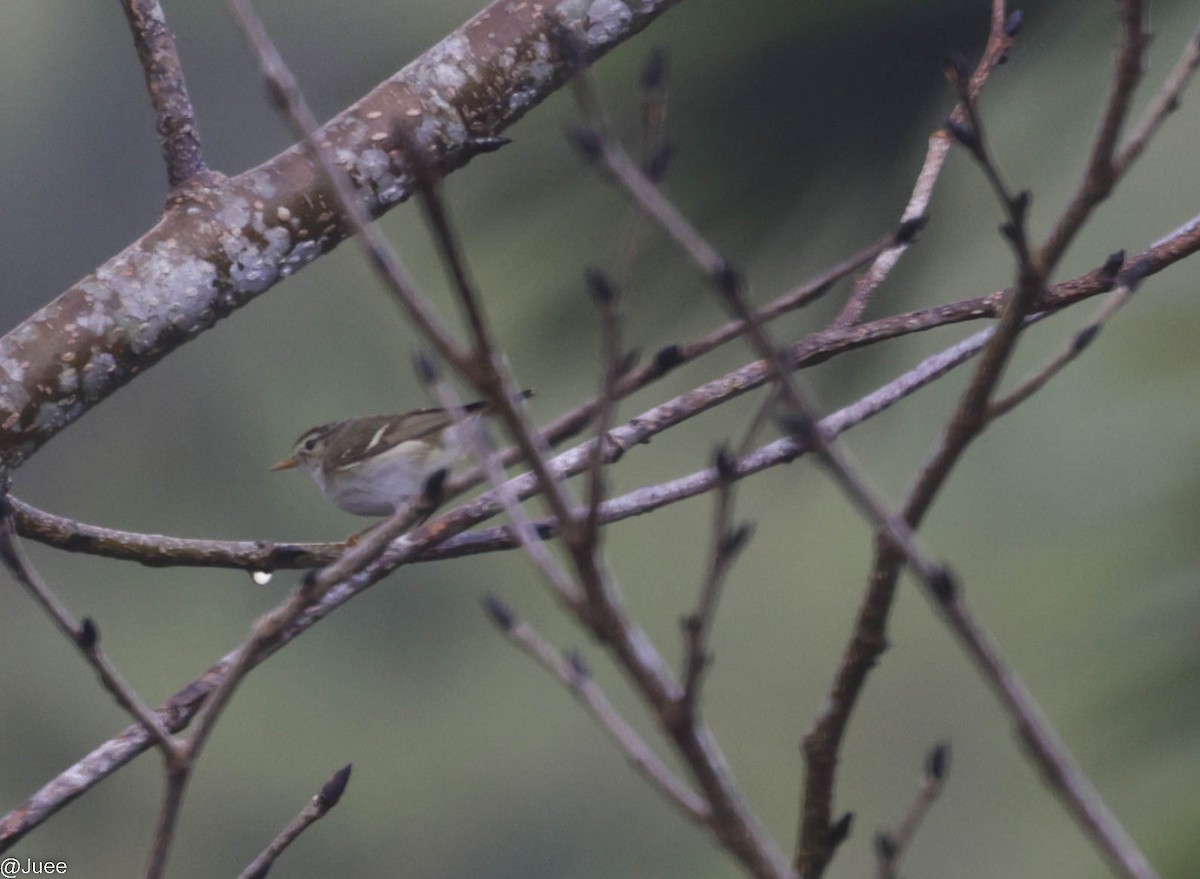 Greenish Warbler - juee khopkar