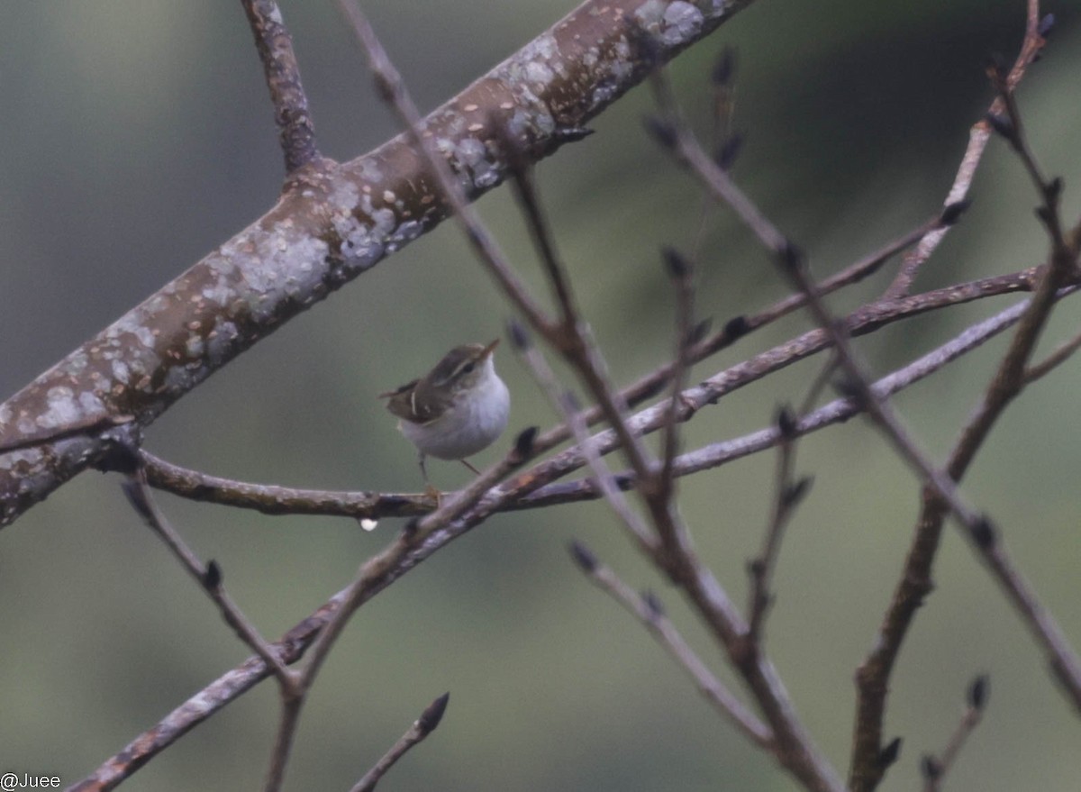 Greenish Warbler - juee khopkar