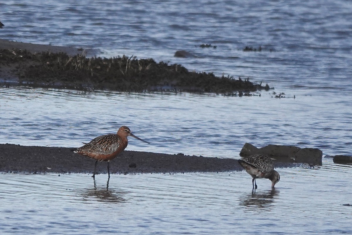 Bar-tailed Godwit - Roly Pitts