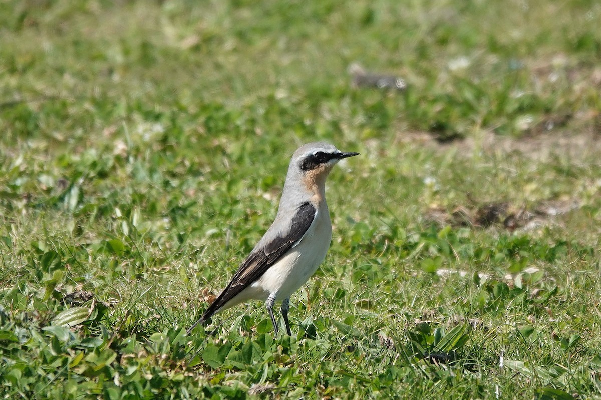 Northern Wheatear - Roly Pitts