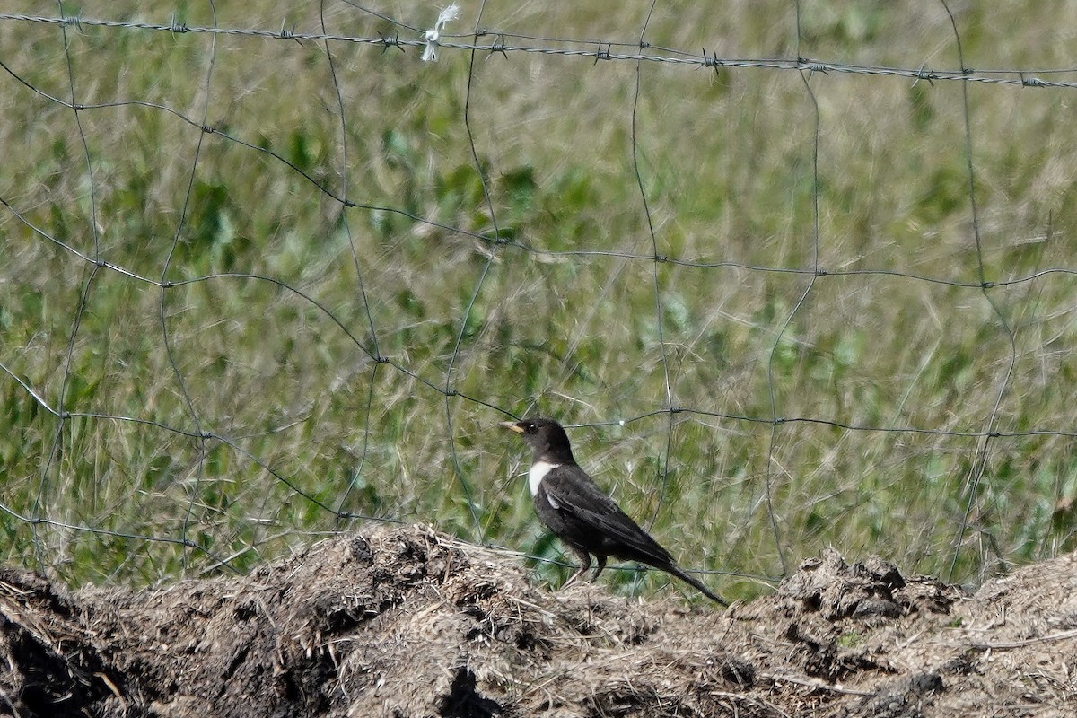 Ring Ouzel - Roly Pitts