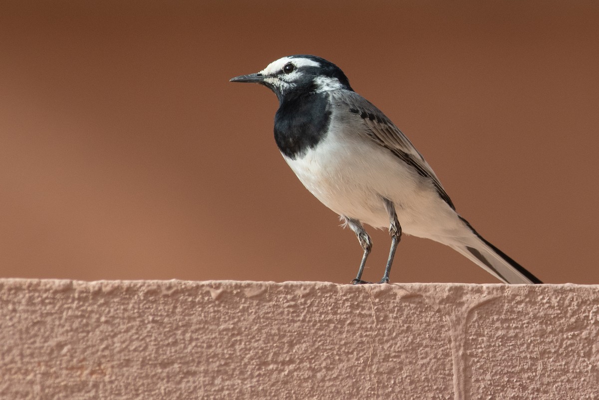 White Wagtail (Moroccan) - ML617768722