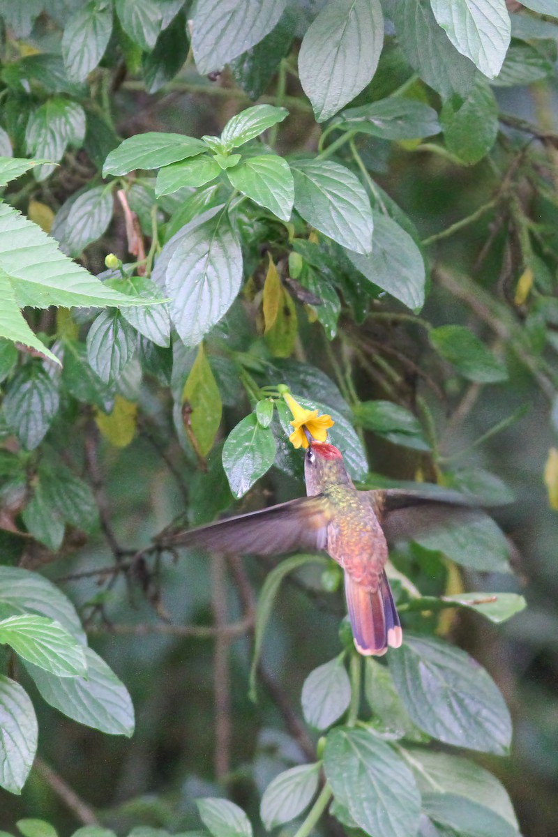 kolibřík hnědotemenný - ML617768752