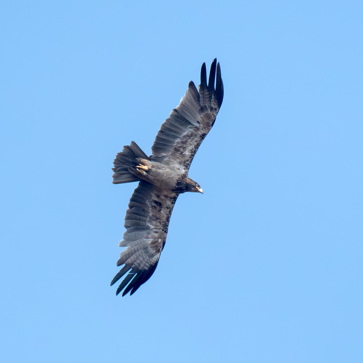 Tawny Eagle - Kalyan Gantait