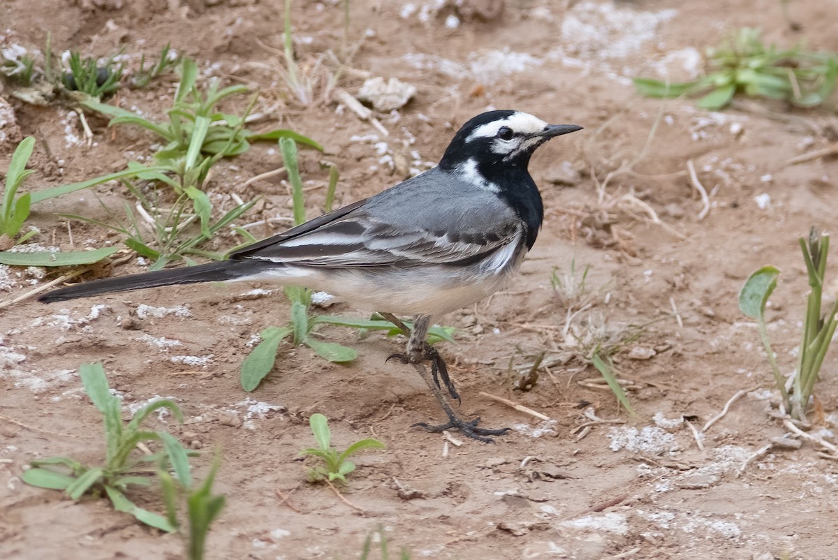 White Wagtail (Moroccan) - Daniel Field