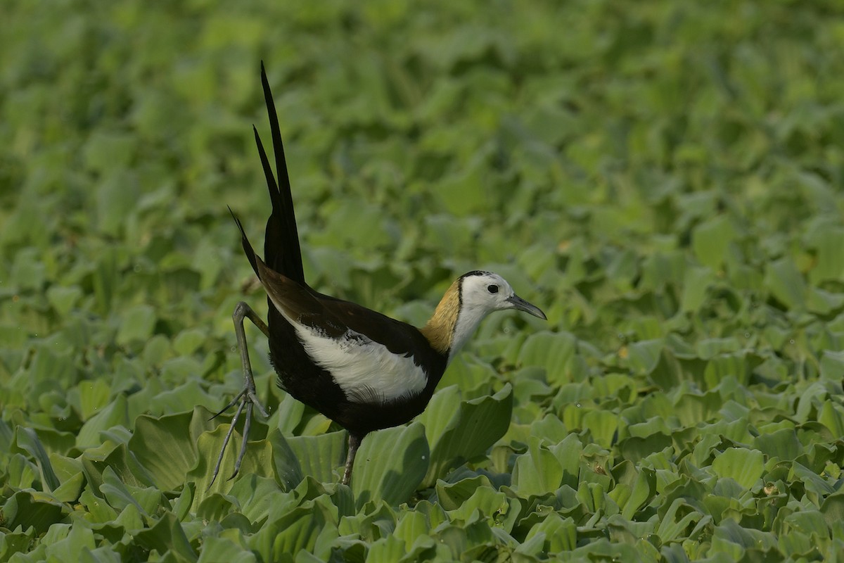 Pheasant-tailed Jacana - ML617768791