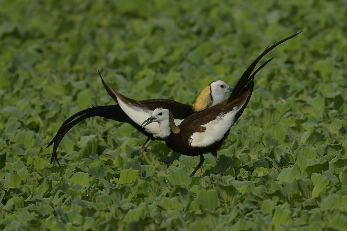 Pheasant-tailed Jacana - ML617768792
