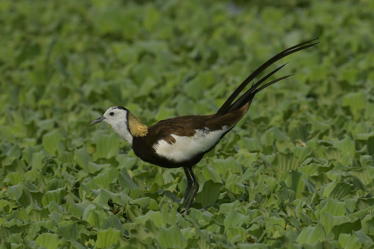 Pheasant-tailed Jacana - ML617768794