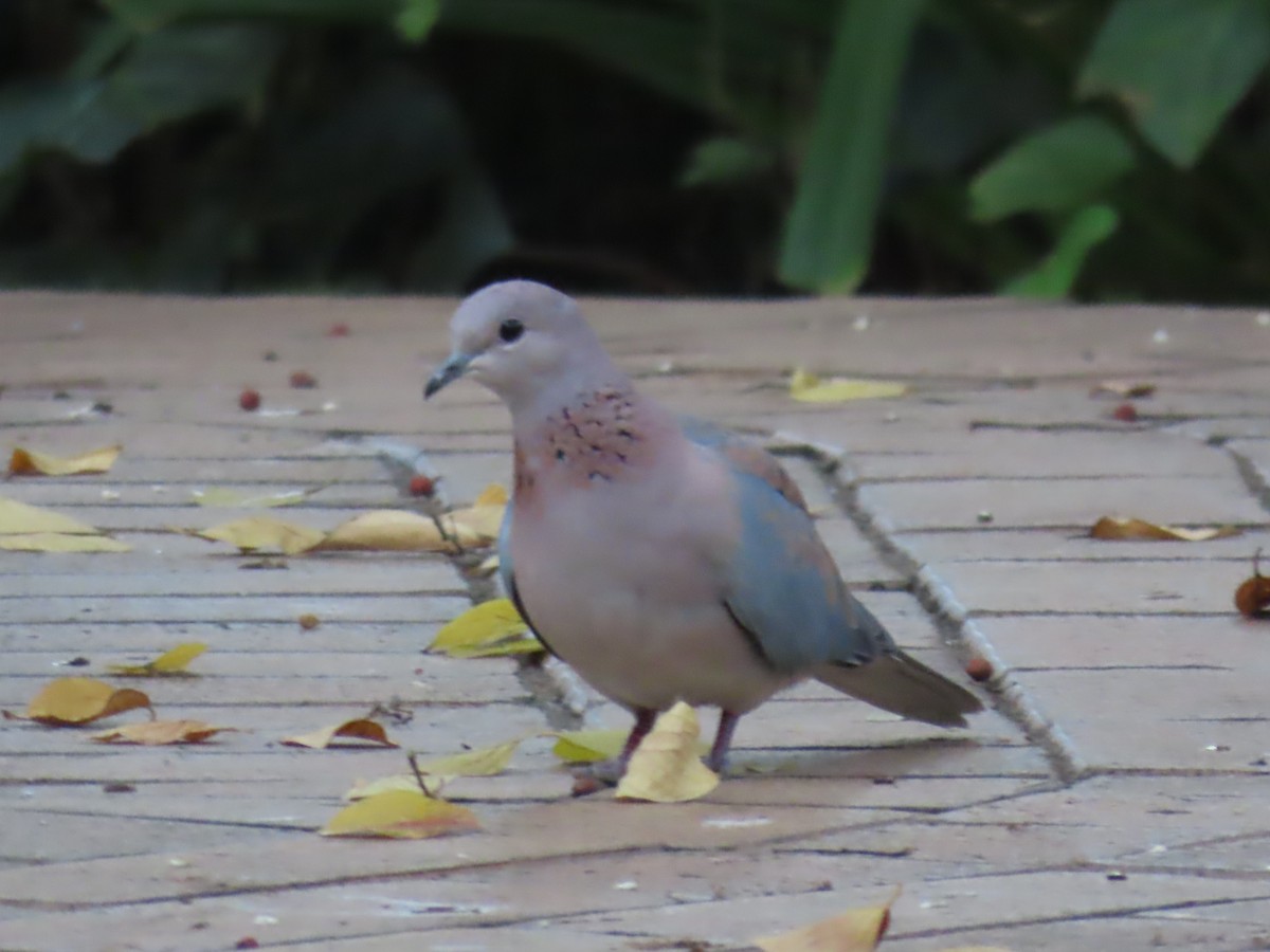 Laughing Dove - ML617768827