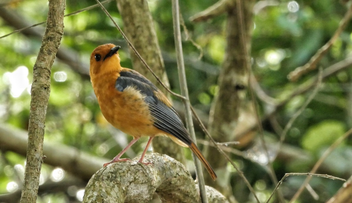 Red-capped Robin-Chat - ML617768829