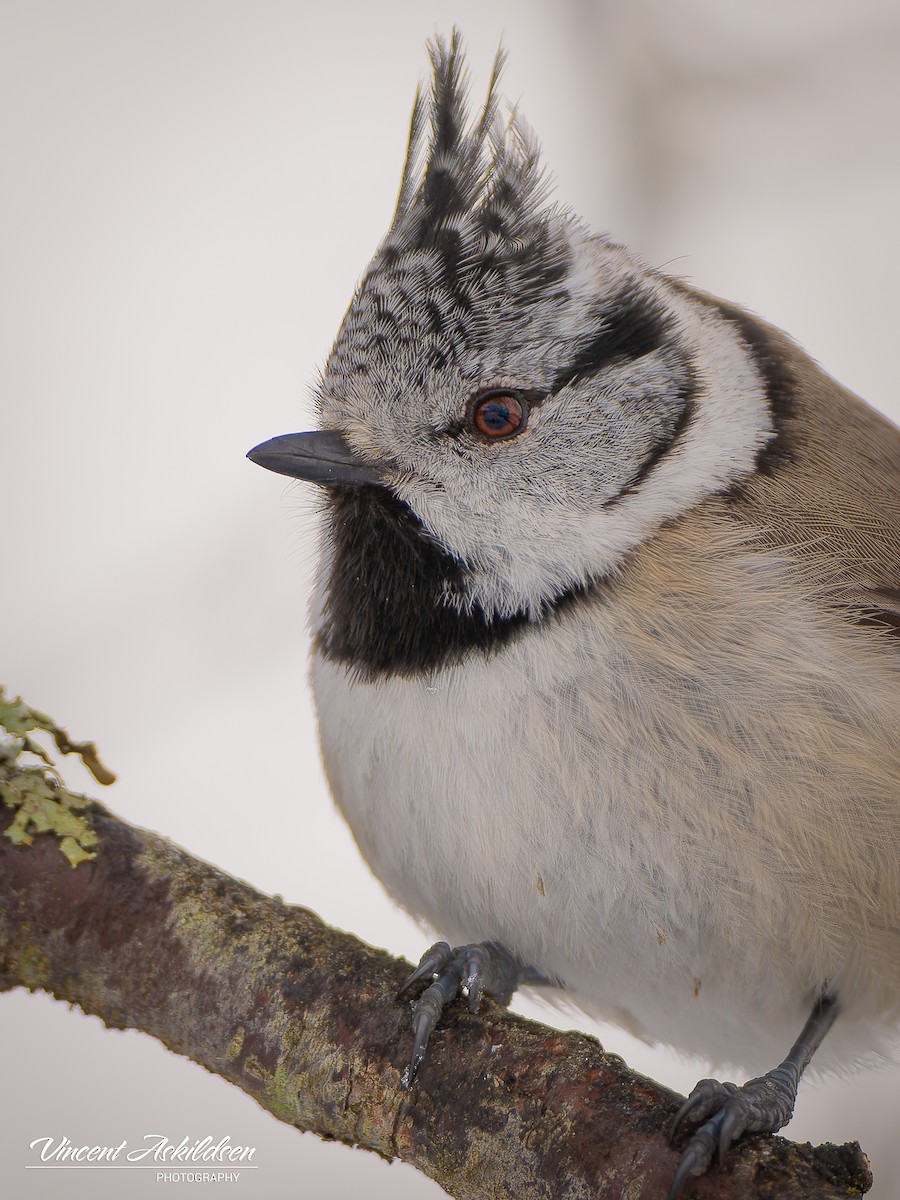 Crested Tit - ML617768955