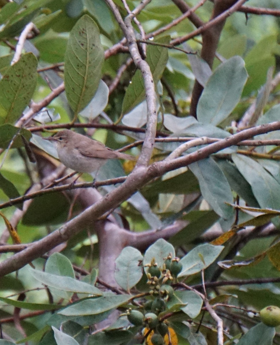 Booted/Sykes's Warbler - ML617768964