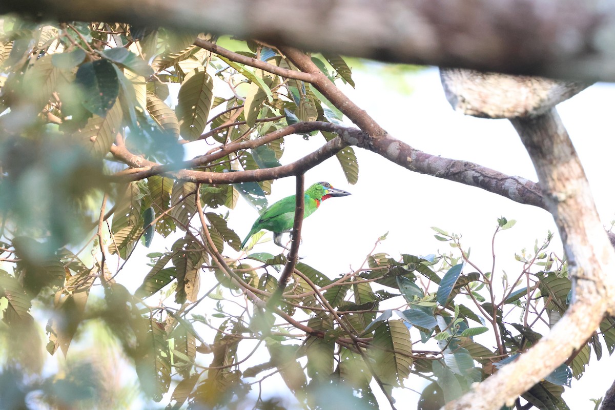 Red-throated Barbet - ML617769004