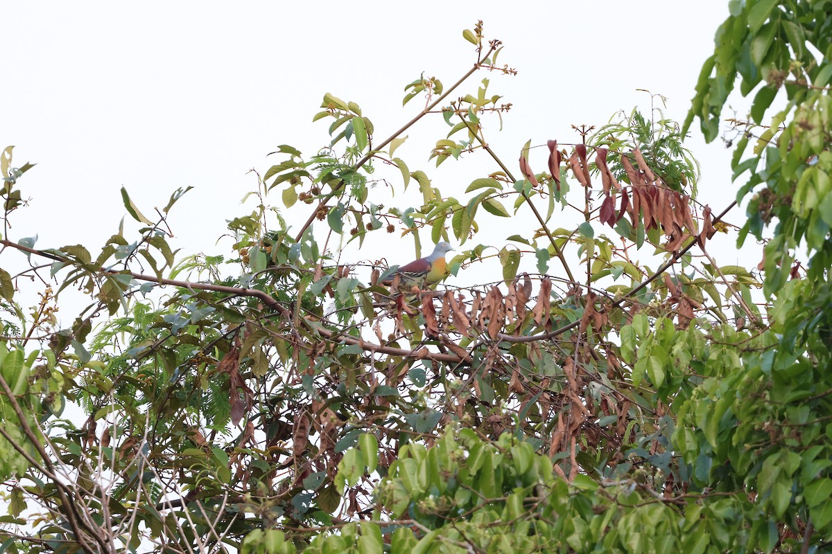 holub hnědoramenný - ML617769016