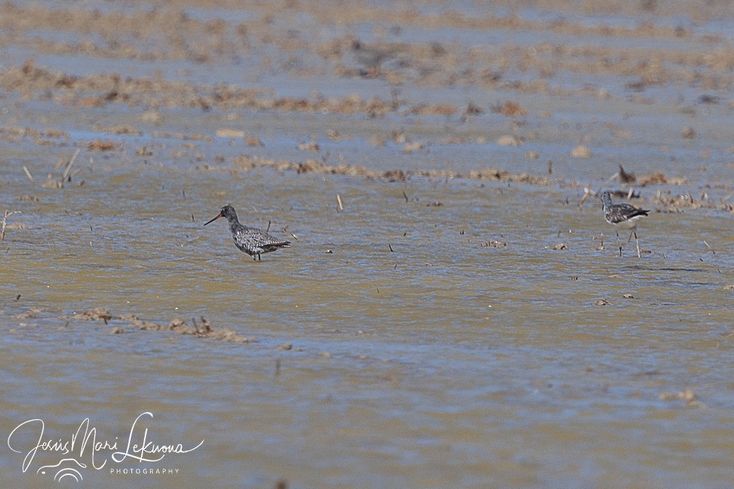 Spotted Redshank - ML617769045