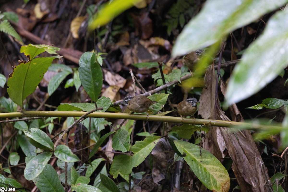 Gray-throated Babbler - juee khopkar