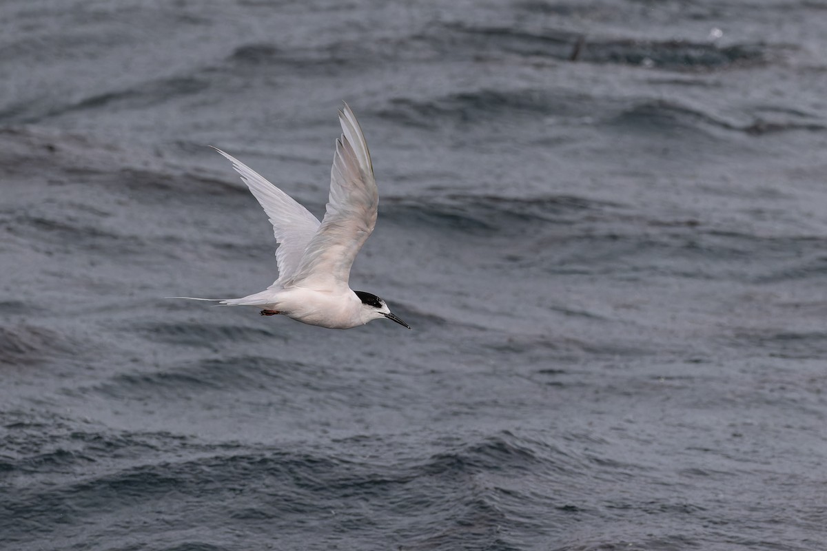 White-fronted Tern - ML617769094