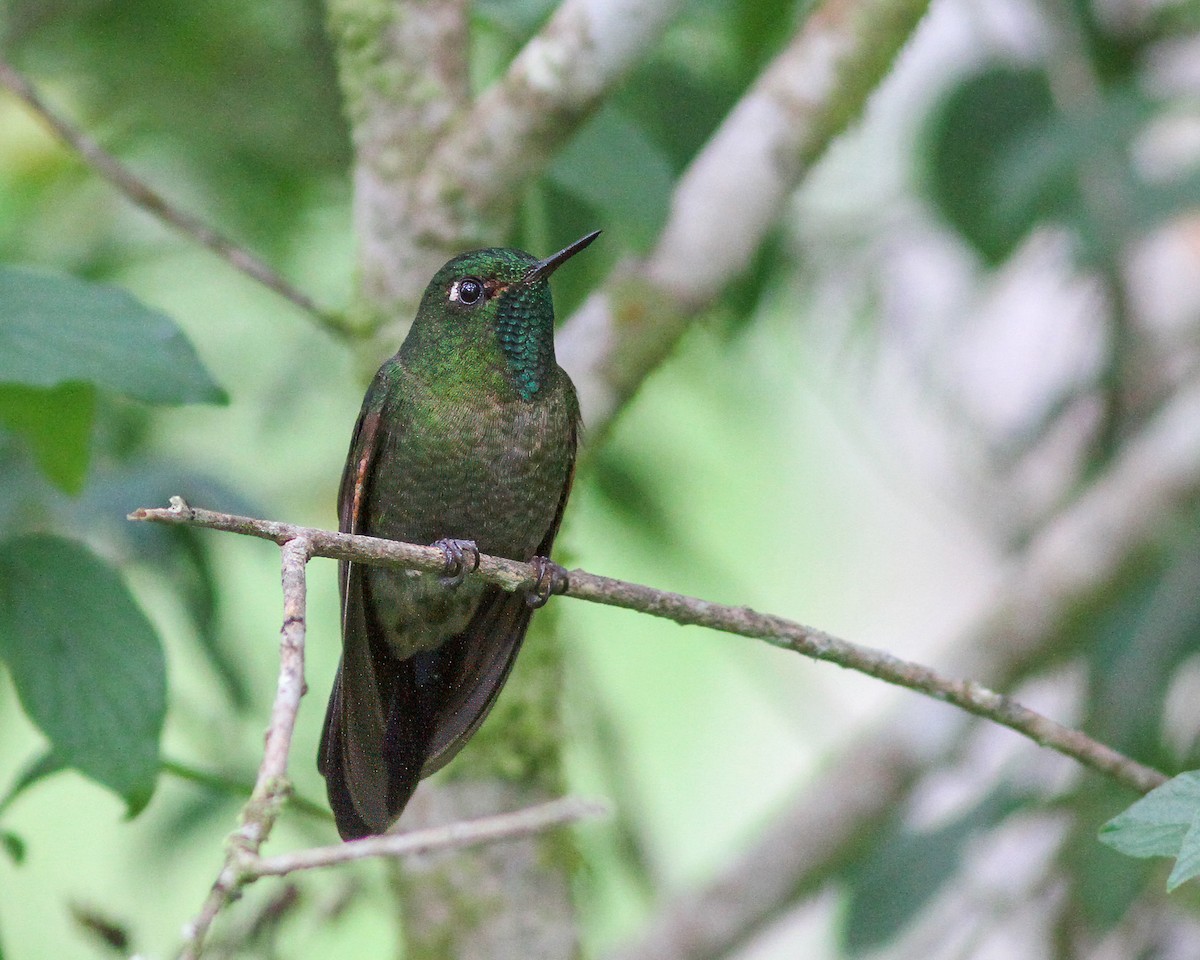 kolibřík dřišťálový (ssp. districta) - ML617769170